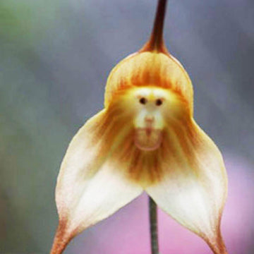 Orchid Seeds – Brown Monkey