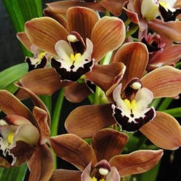 Orchid Seeds – Brown Phalaenopsis
