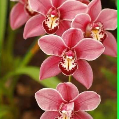 Orchid Seeds – Cymbidium Maxillaria Rose