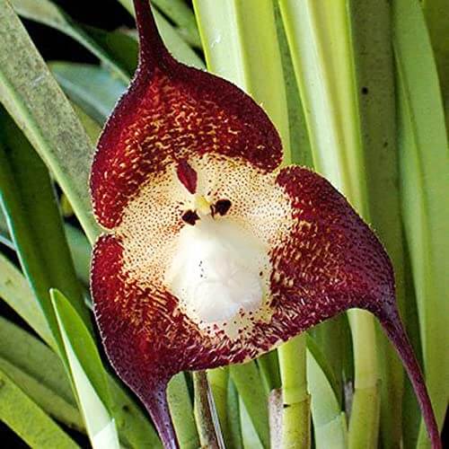 Orchid Seeds – Dark Red Monkey Face