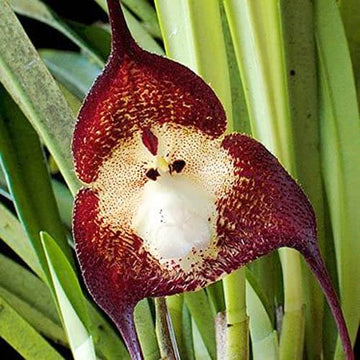 Orchid Seeds – Dark Red Monkey Face