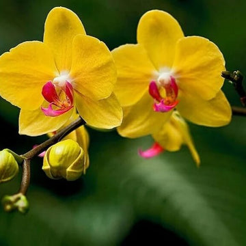 Orchid Seeds – Deep Yellow Phalaenopsis