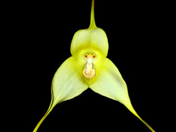 Orchid Seeds – Green Monkey Face