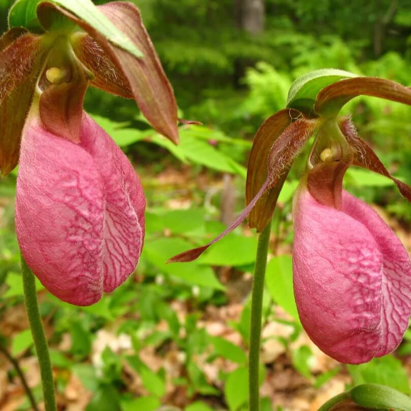 Orchid Seeds – Lady's Slipper