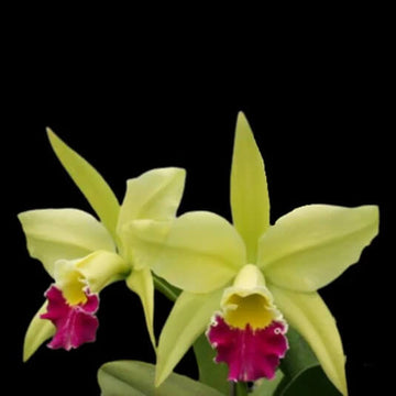 Orchid Seeds – Light Green Cattleya