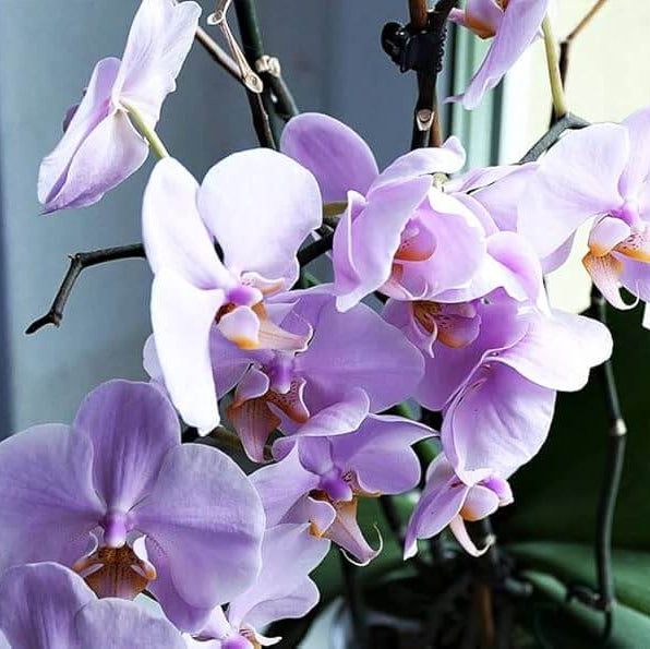 Orchid Seeds – Light Purple Phalaenopsis