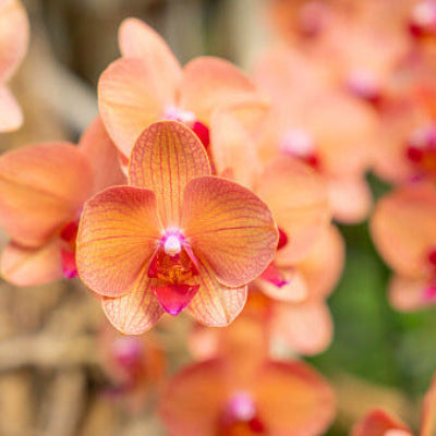Orchid Seeds – Orange Pink Phalaenopsis
