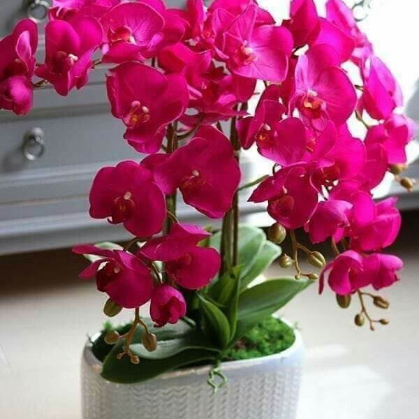 Orchid Seeds – Pink