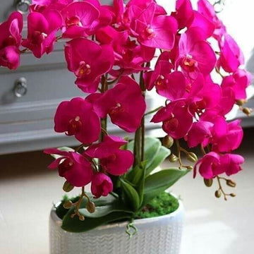 Orchid Seeds – Pink