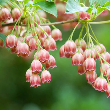 Orchid Seeds – Pink Bell