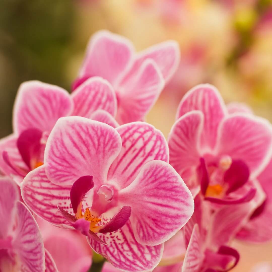 Orchid Seeds – Pink Hydroponic