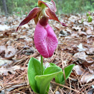 Orchid Seeds – Pink Lady's Slipper