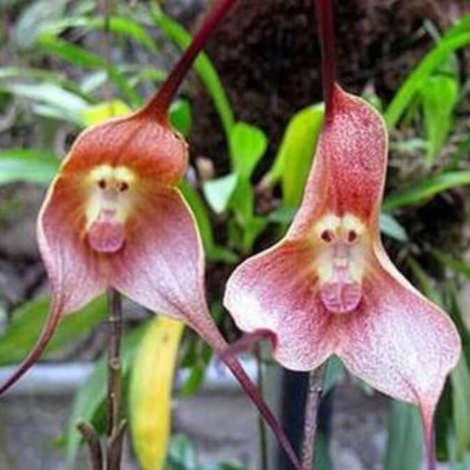 Orchid Seeds – Pink Monkey Face