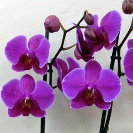 Orchid Seeds – Purple Butterfly