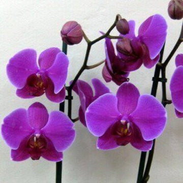 Orchid Seeds – Purple Butterfly