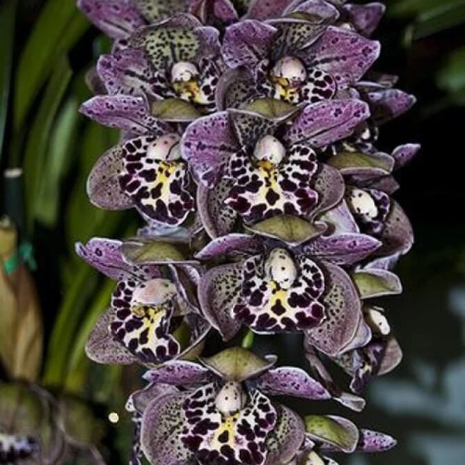 Orchid Seeds – Purple Cymbidium