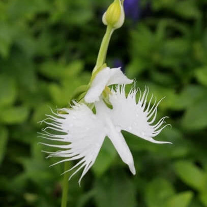 Orchid Seeds – Radiata