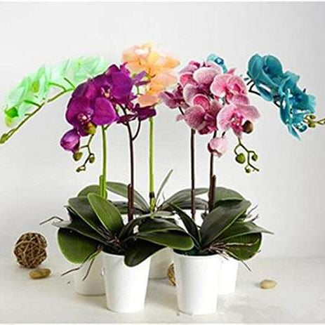 Orchid Seeds – Rainbow Phalaenopsis
