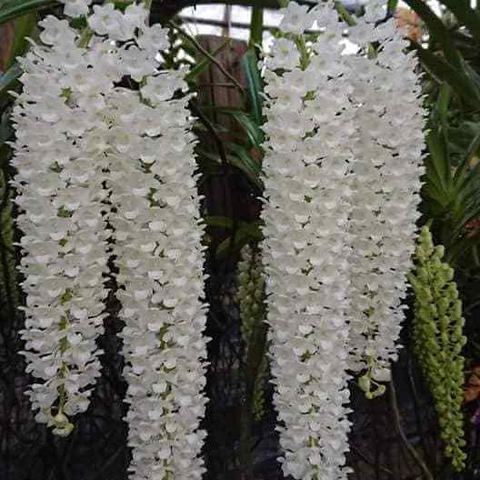 Orchid Seeds – Rhynchostylis Retusa Alba