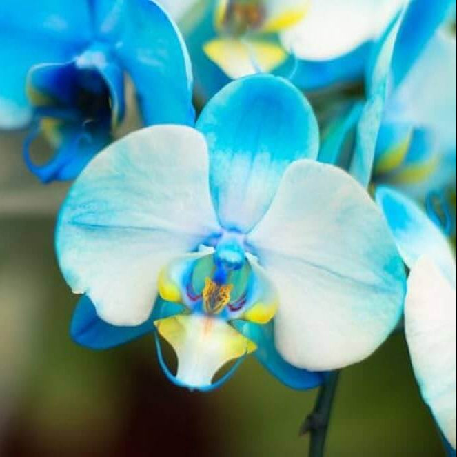 Orchid Seeds – Sky Blue