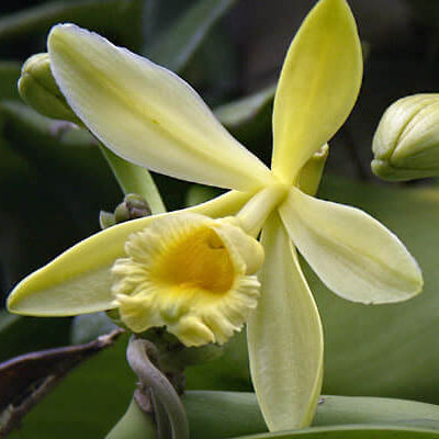 Orchid Seeds – Vanilla