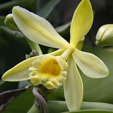 Orchid Seeds – Vanilla