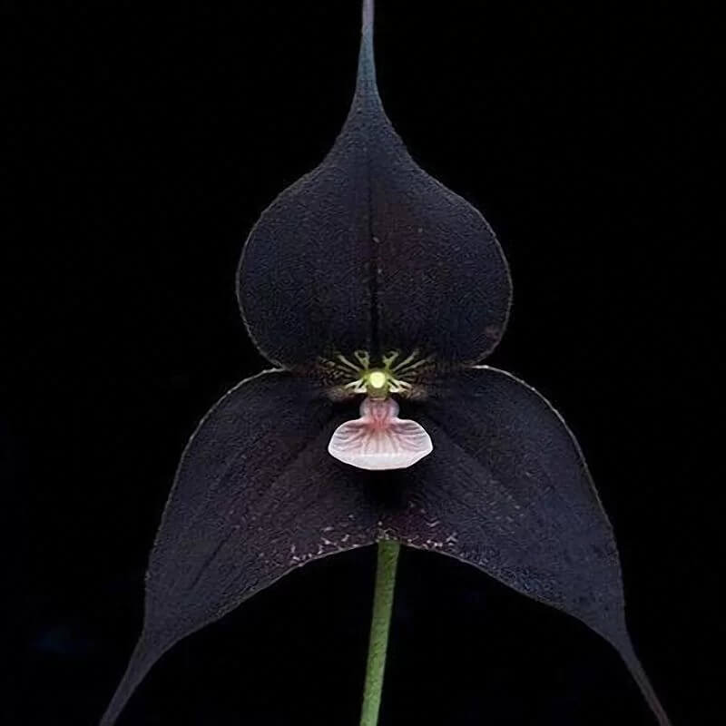 Orchid Seeds – Black Monkey Face