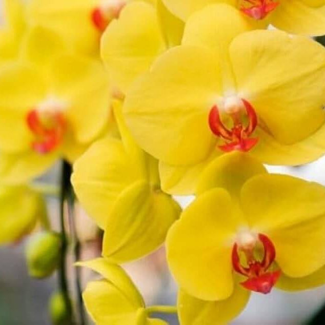 Orchid Seeds – Deep Yellow Phalaenopsis