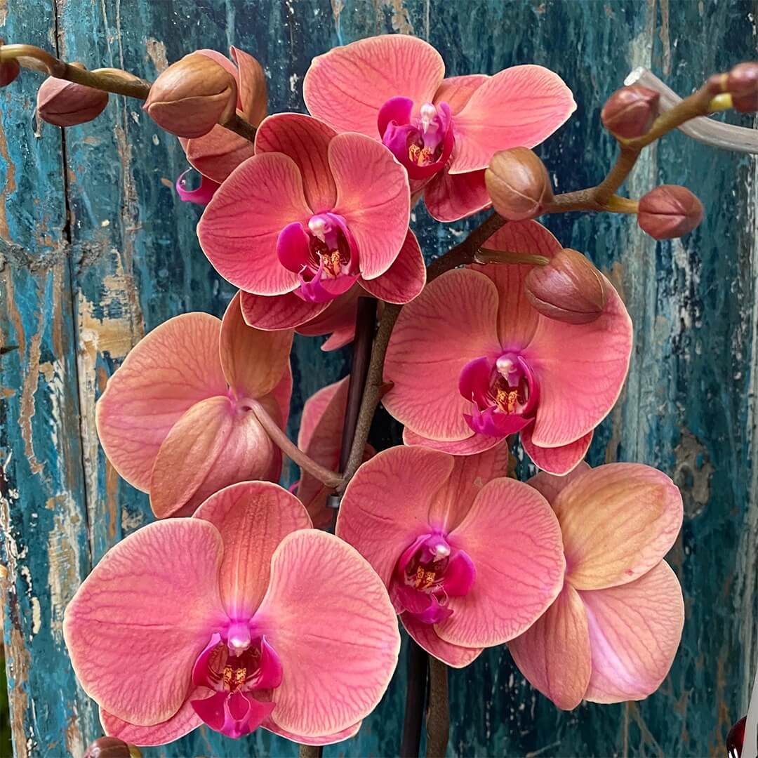 Orchid Seeds – Light Red Phalaenopsis