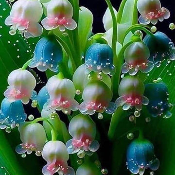 Orchid Seeds – Mixed BellOrchid Seeds – Mixed Bell