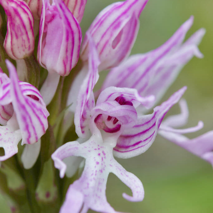 Orchid Seeds – Orchis Italica