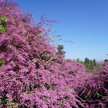 Orchid Seeds – Shower Orchid