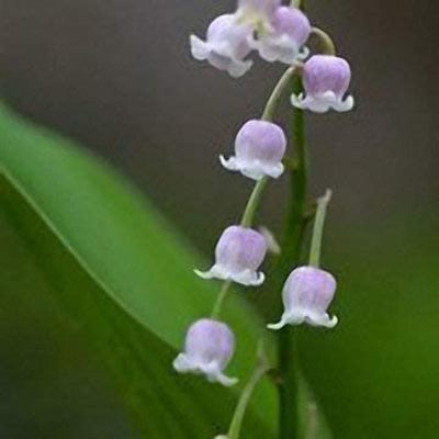 Orchid Seeds – Violet Bell