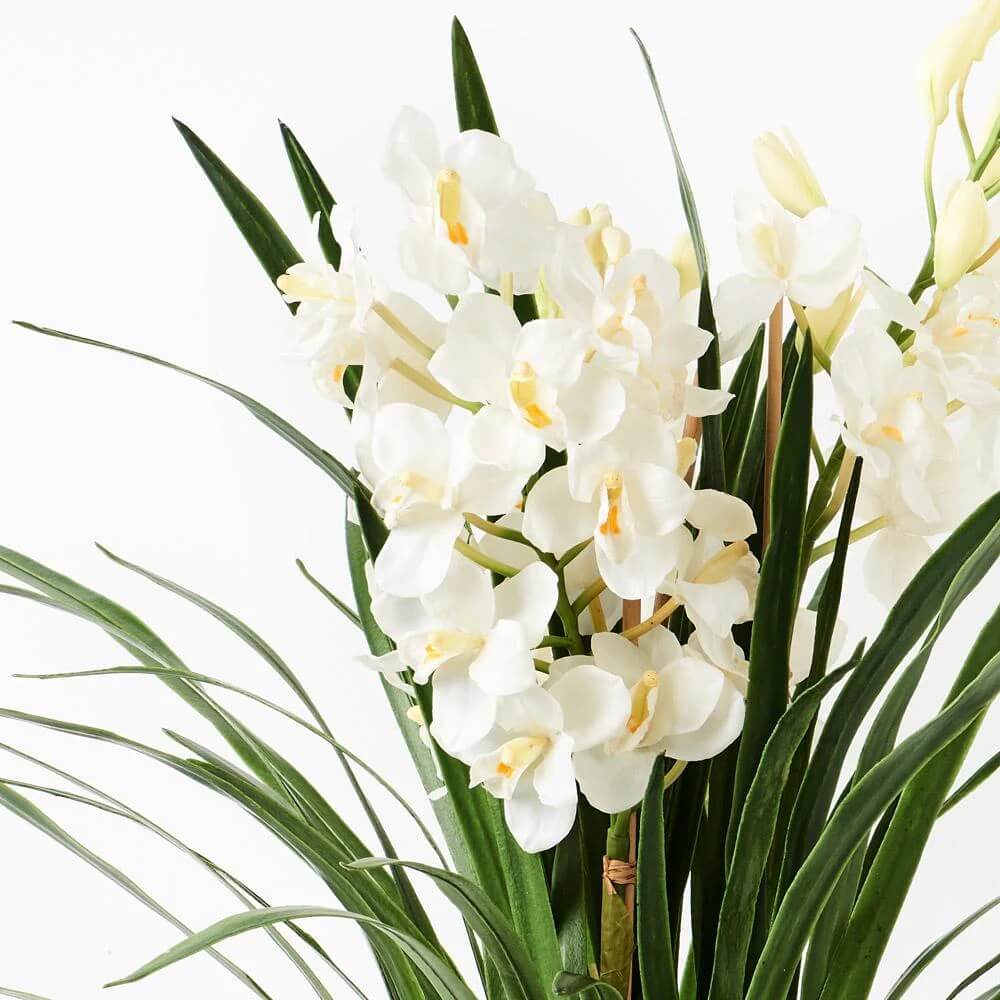 Orchid Seeds – White Cymbidium
