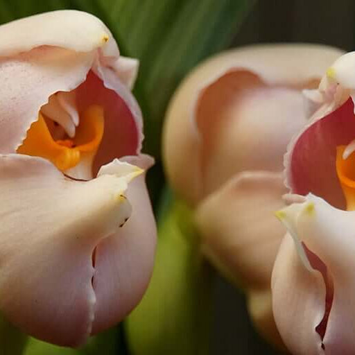 Orchid Seeds – Cream Eggs Baby