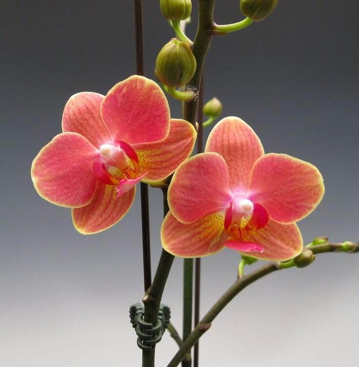 Orchid Seeds – Orange Mini