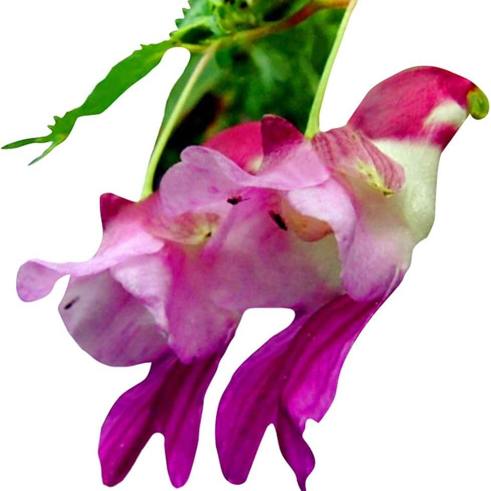 Orchid Seeds – Parrot