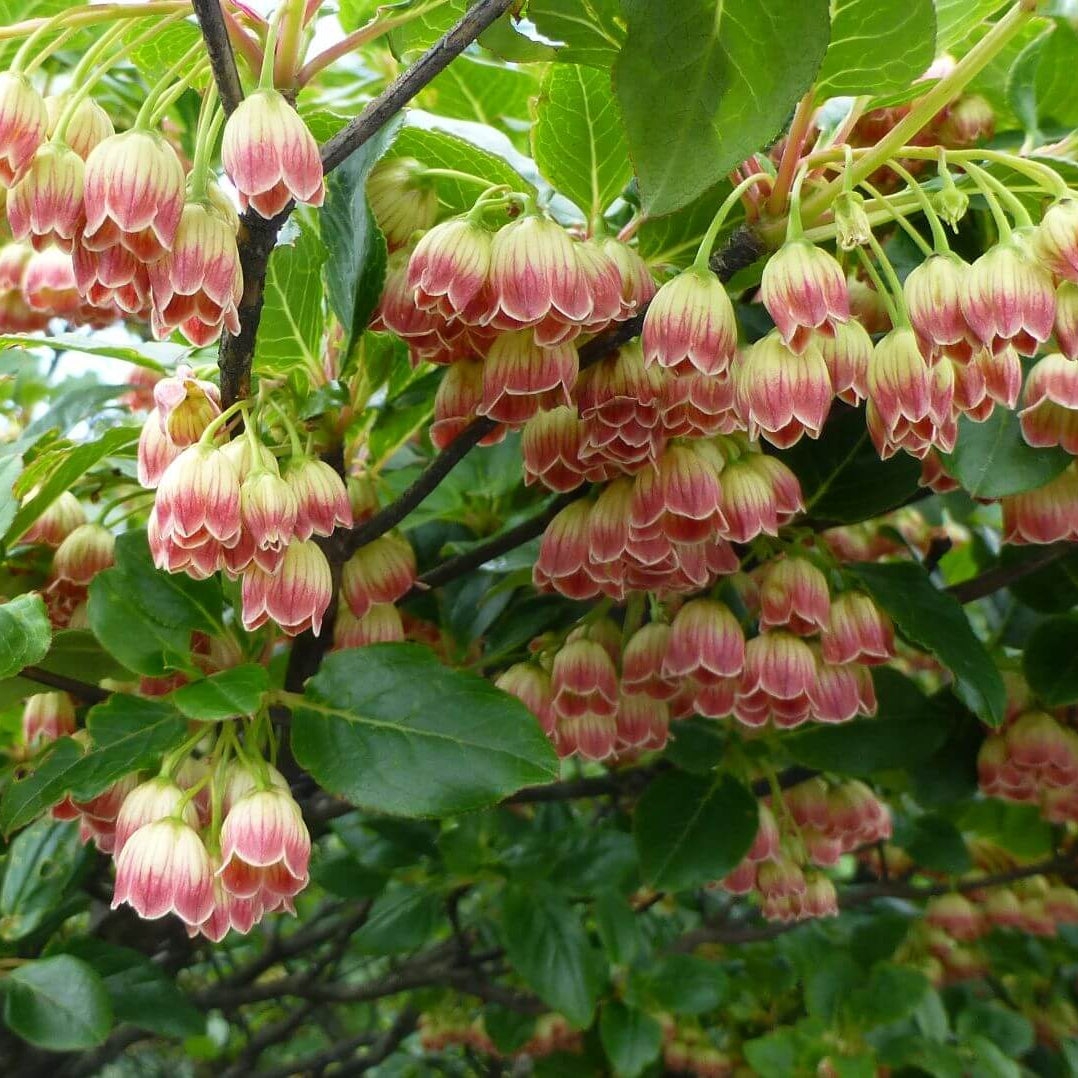 Orchid Seeds – Pink Bell