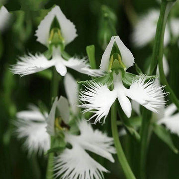 Orchid Seeds – Radiata
