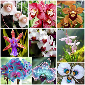 Orchid Seeds - All In One For Home Gardens