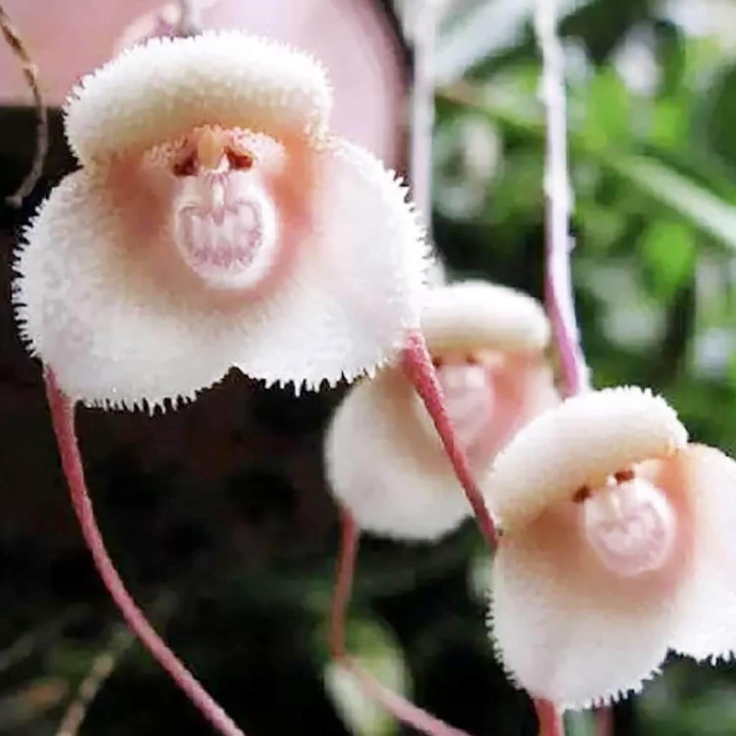 Orchid Seeds - All In One For Home Gardens
