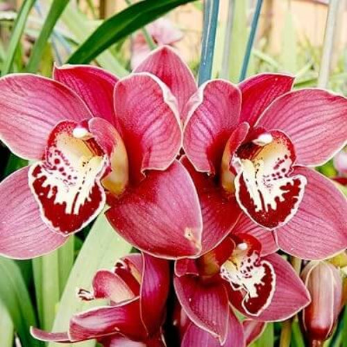 Orchid Seeds - All In One For Home Gardens