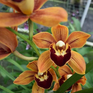 Orchid Seeds - All In One For Home Gardens
