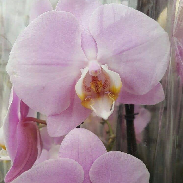 Orchid Seeds – Baby Pink