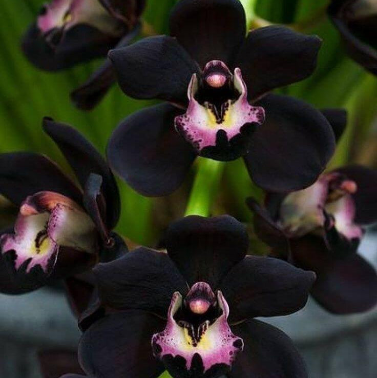 Orchid Seeds – Black Butterfly