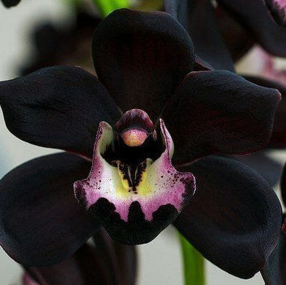 Orchid Seeds – Black Cymbidium