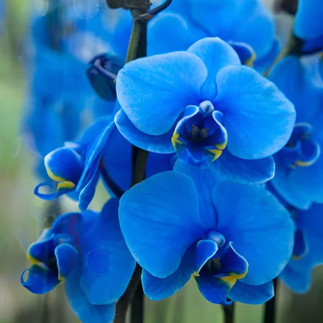 Orchid Seeds – Blue Butterfly