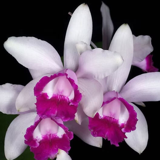 Orchid Seeds – Cattleya Intermedia