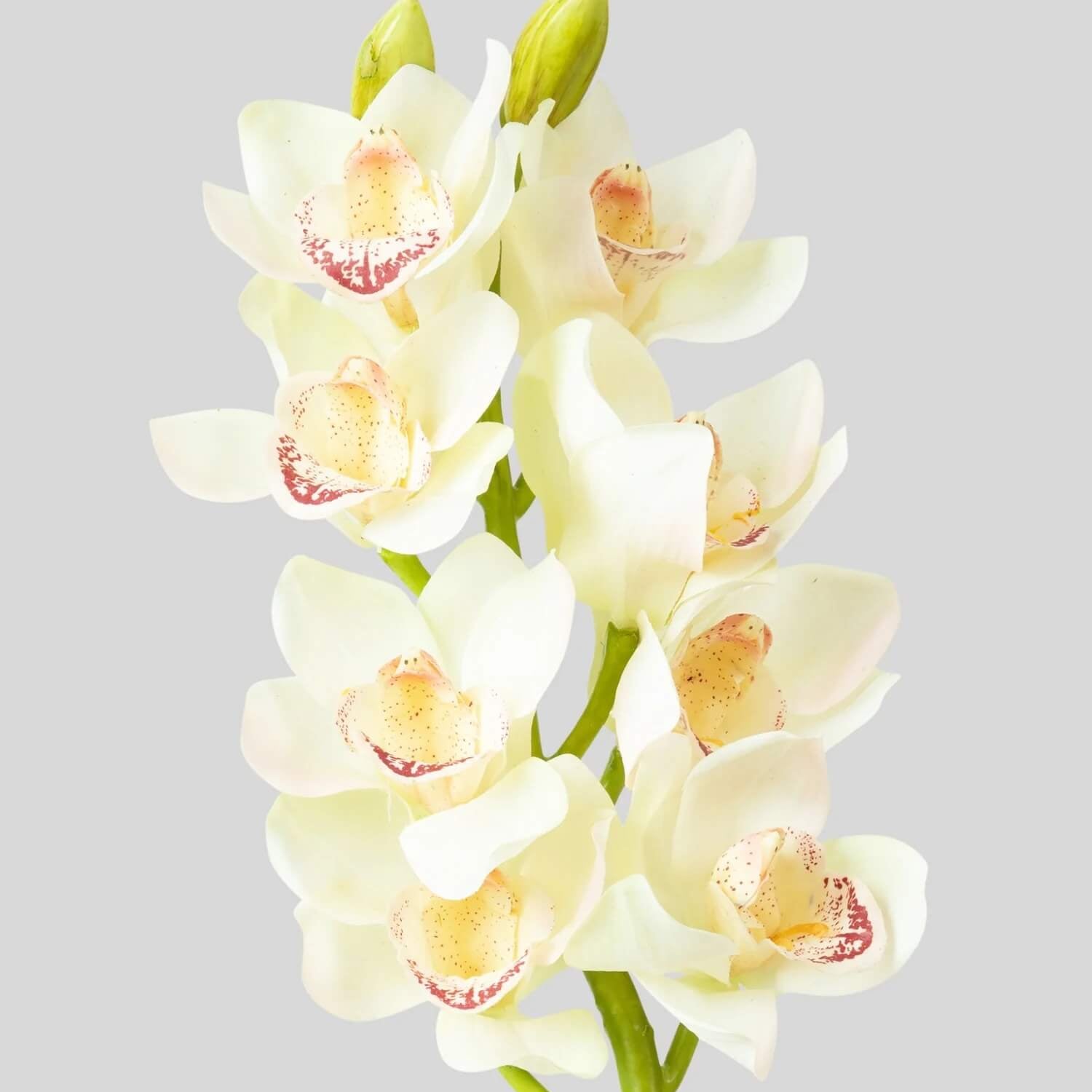 Orchid Seeds – Cream Cymbidium