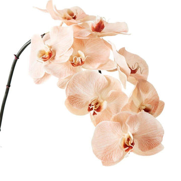Orchid Seeds – Cream Phalaenopsis